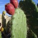 Cactus et chumbos